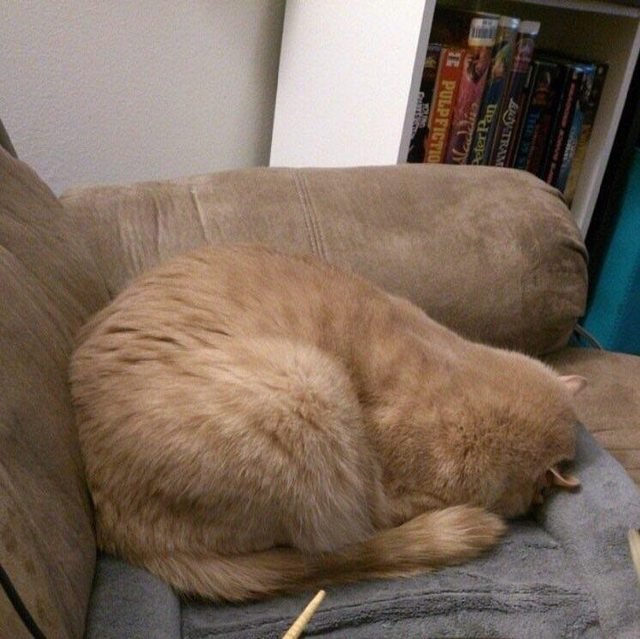 Orange cat sleeping face down in similar position to Garfield.
