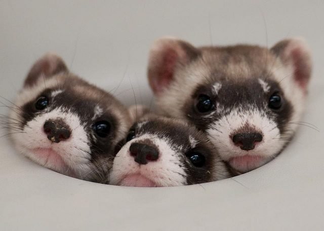 Three ferrets squished together.