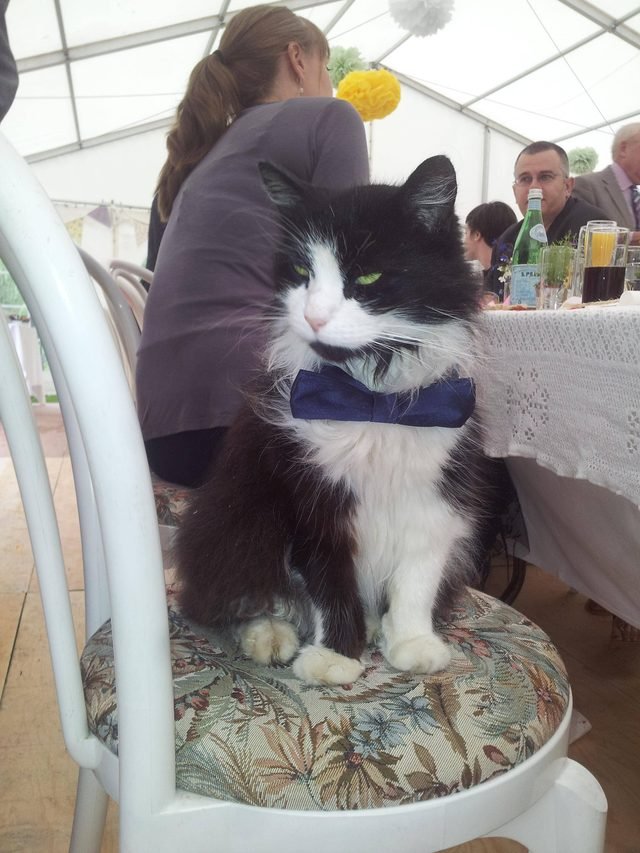 Cat in a tie sitting at a table at a wedding