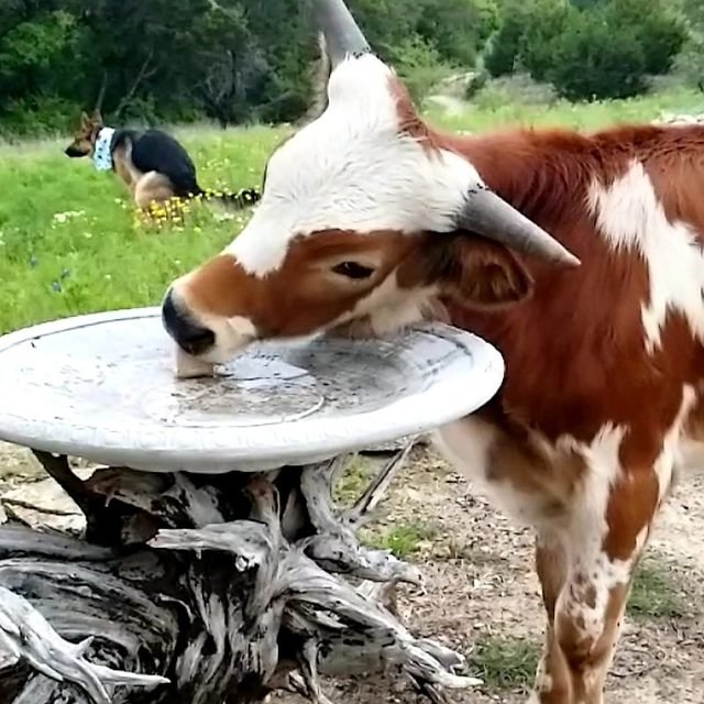 Cow drinking out of a bird bath while dog in background poops.