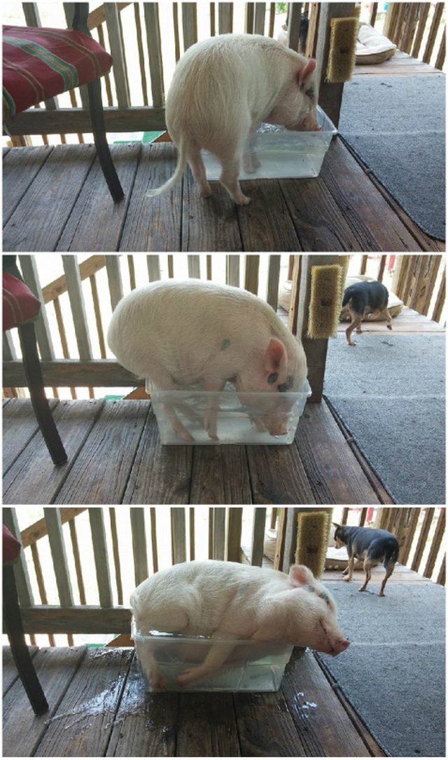 Photo set of pig getting into tub of water.