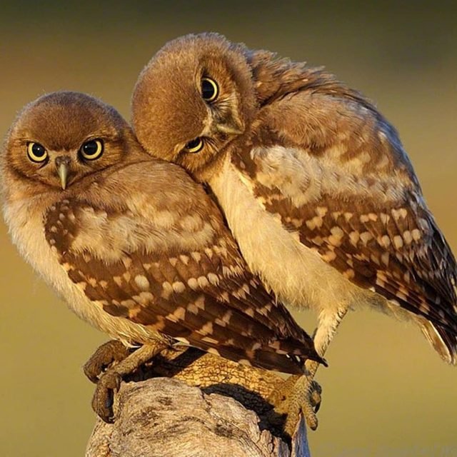 Just 19 of the cutest owls to ever owl
