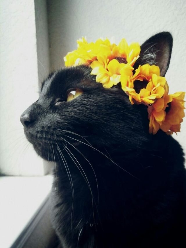 Cat wearing a flower crown.
