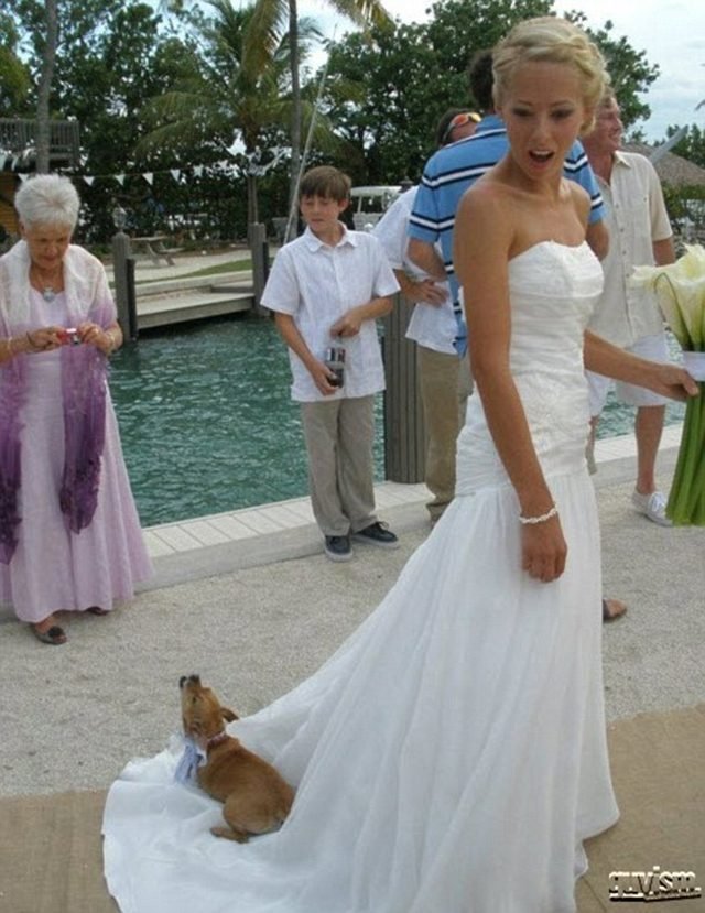 Dog getting a ride on train of wedding dress