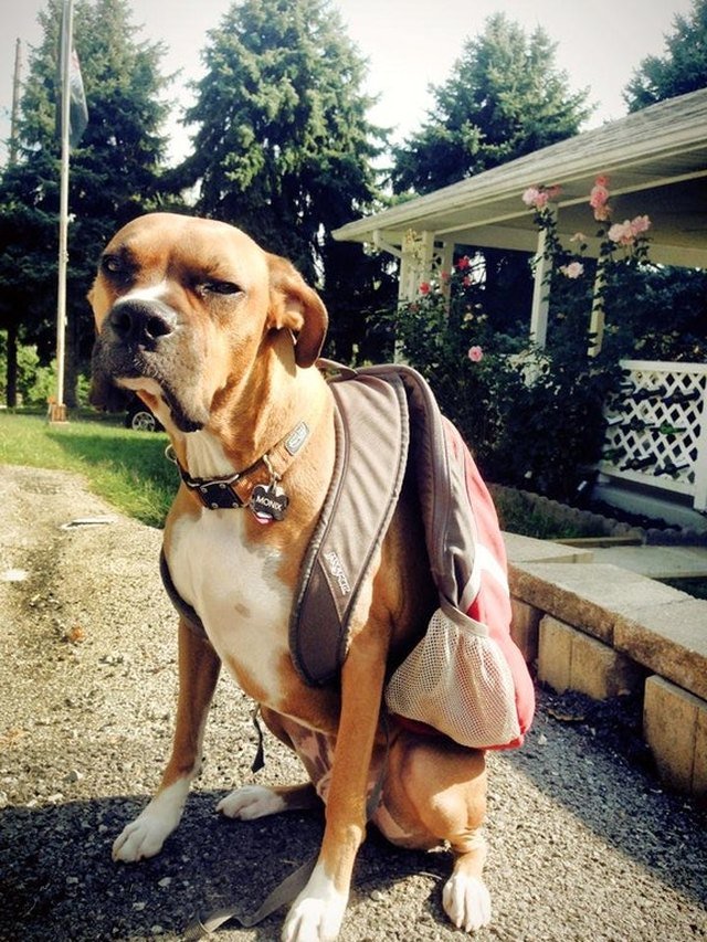 Grumpy dog wearing a backpack.