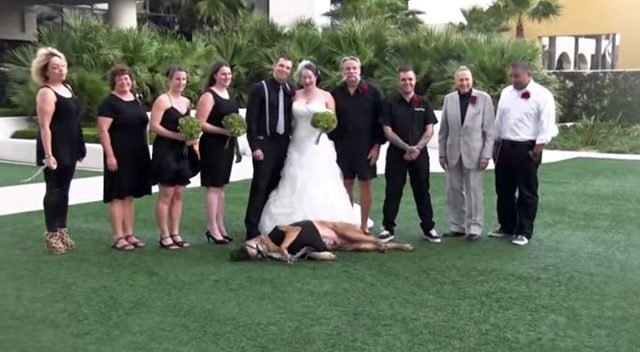 Dog in wedding taking a nap