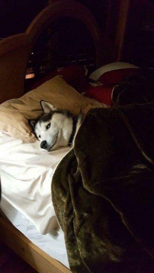 Husky dog all tucked into bed
