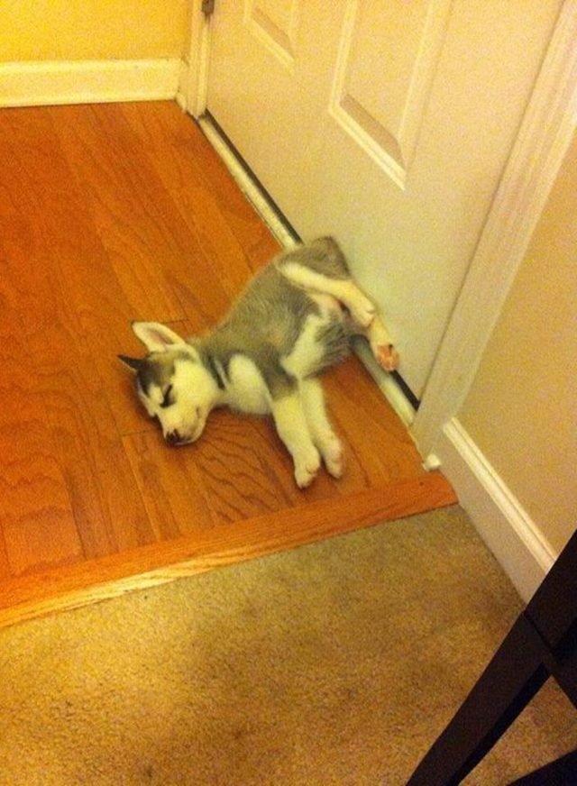 Husky puppy sleeping against door.