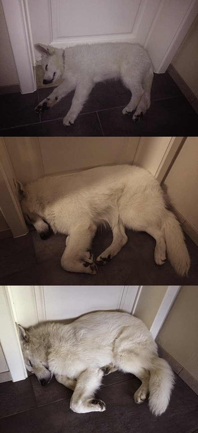 Side-by-side photos of dog sleeping in doorway as a puppy and an adult.