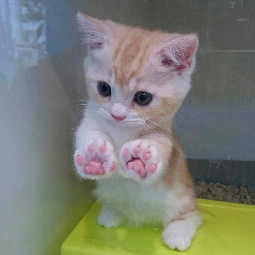 adorable kitten