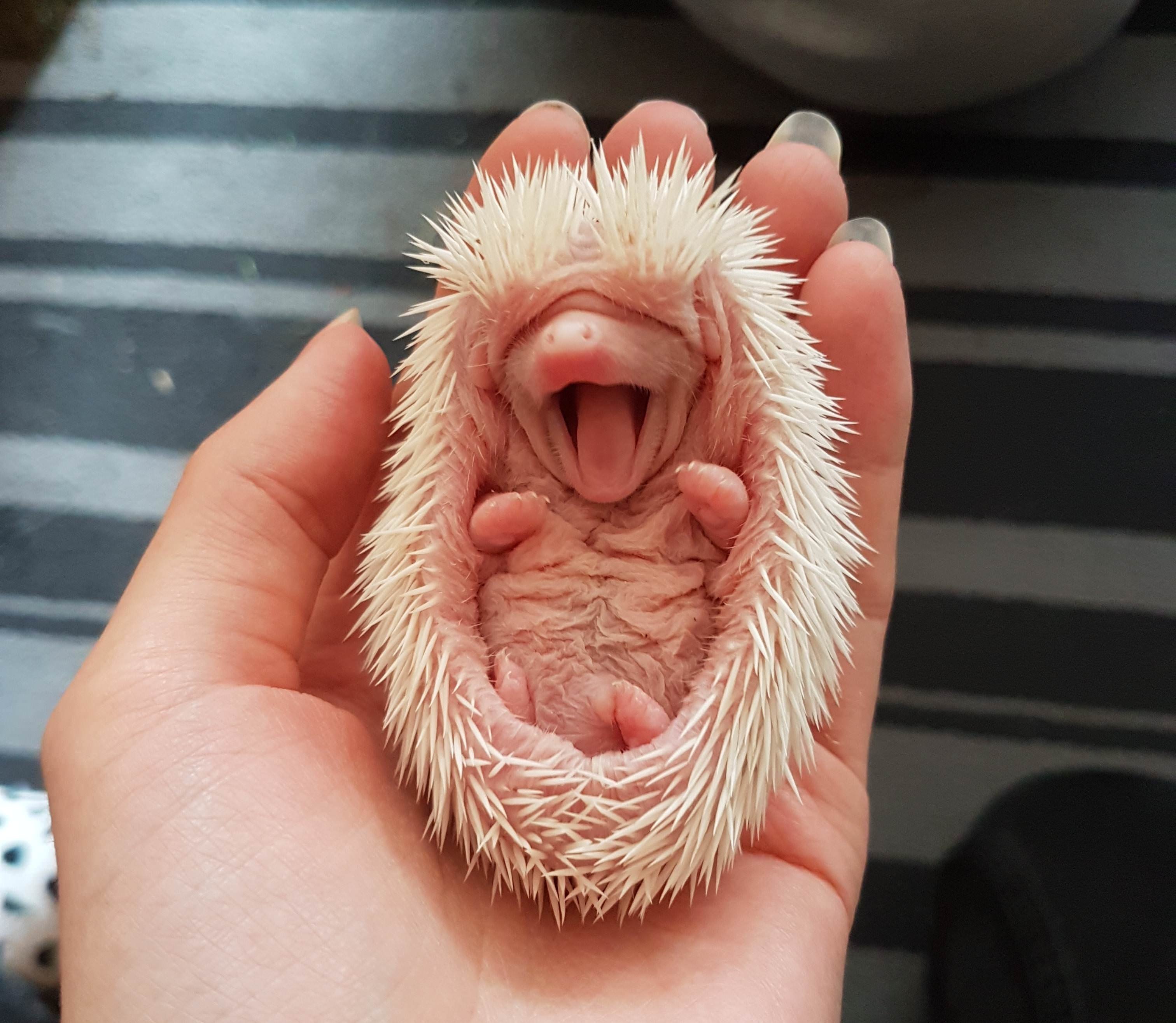 sleepy hedgehog