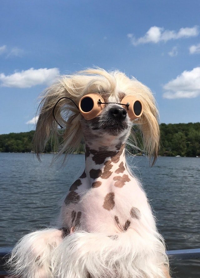 dog with goggles