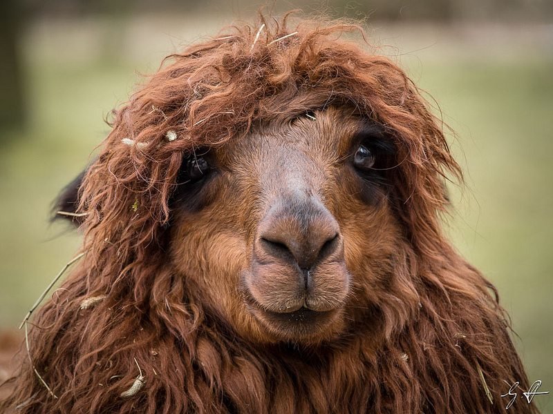 llama