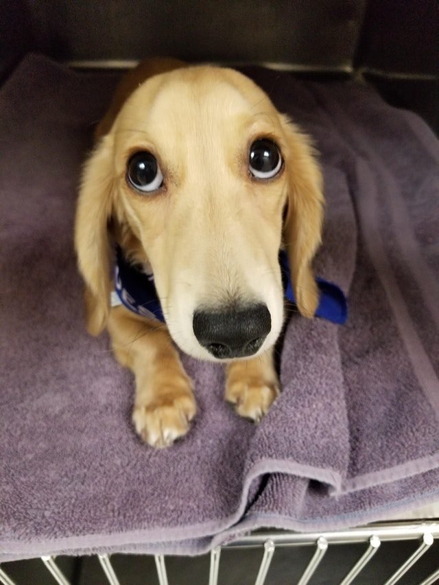 puppy eyes