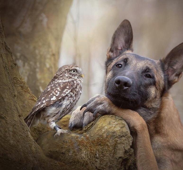 dog and owl