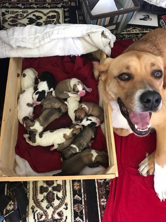 happy mama dog