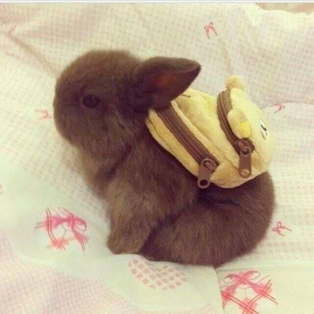 Bunny wearing a backpack.