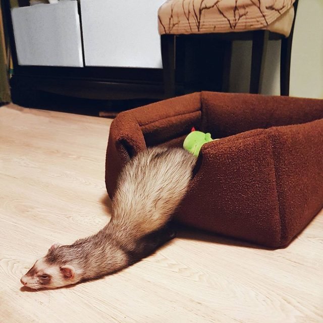 Ferret sliding out of pet bed.