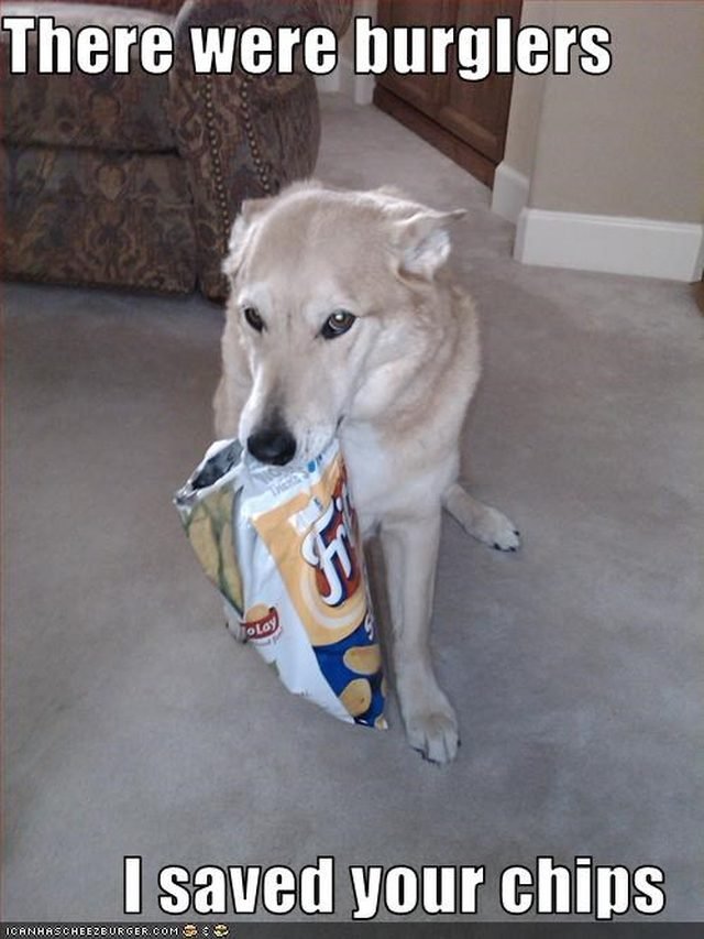 Dog protecting bag of chips.
