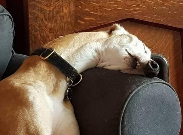 Dog sleeping on chair but he has a really long neck