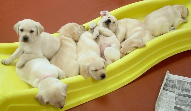 Puppies sleeping on a plastic slide
