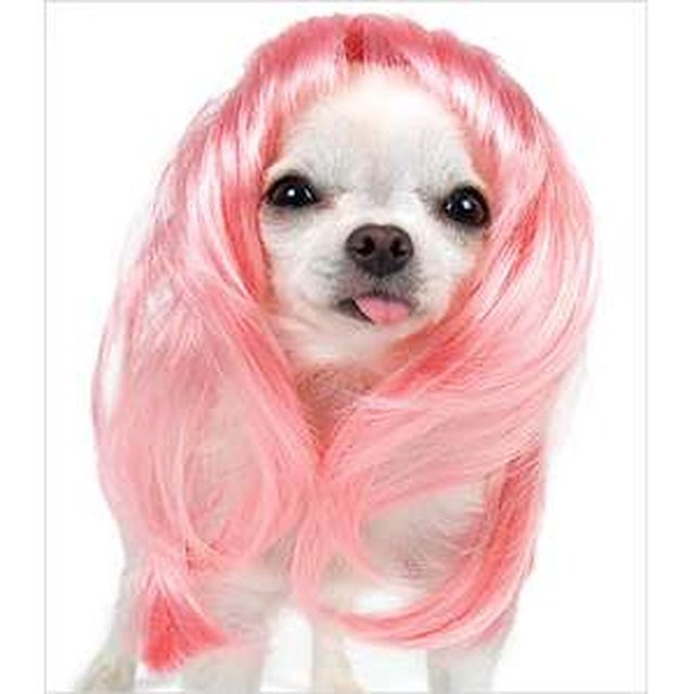 chihuahua with wig