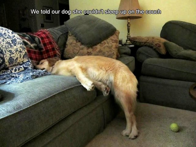 Dog sleeping halfway on couch.