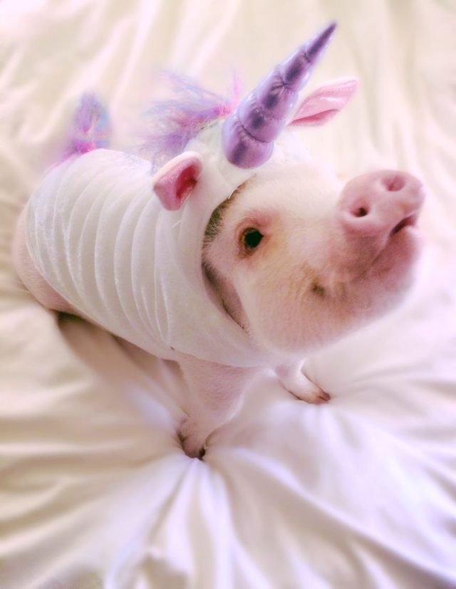 Pig in unicorn costume.