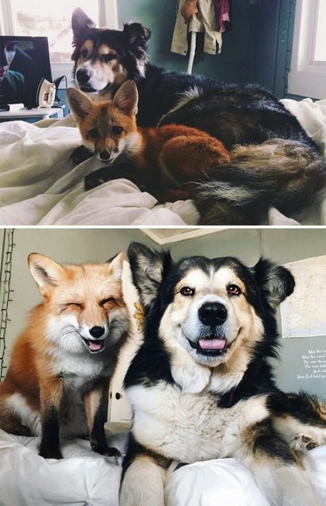 Photo of young fox and puppy next to same fox and dog as adults.