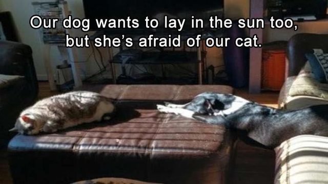 Dog trying to sit in the sunshine with a cat but the cat is scary