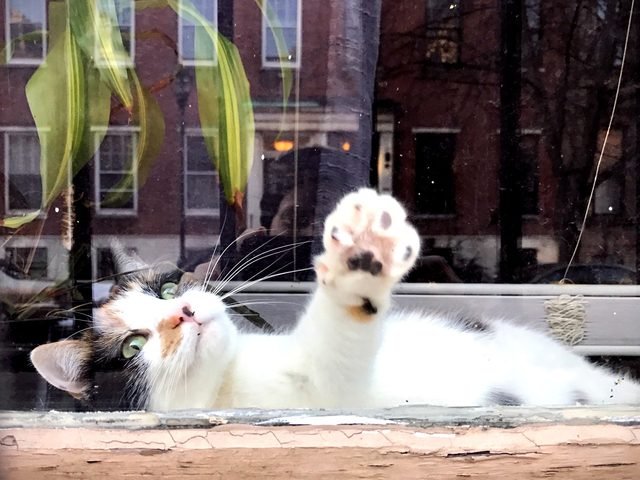 Cat pressing its paw against a window.