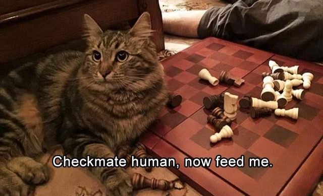 Cat sitting by a chess board