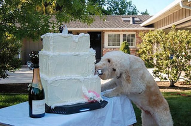 Dog getting a little taste of the wedding cake