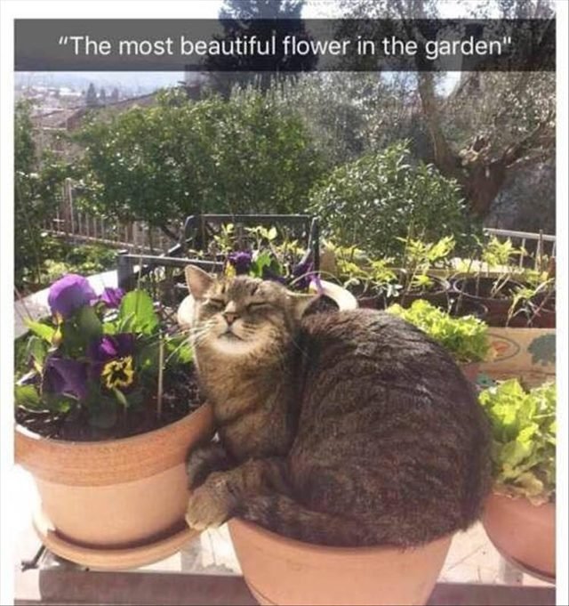 Cat snoozing in a flower pot