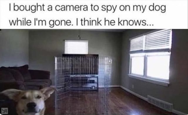 Dog caught on camera