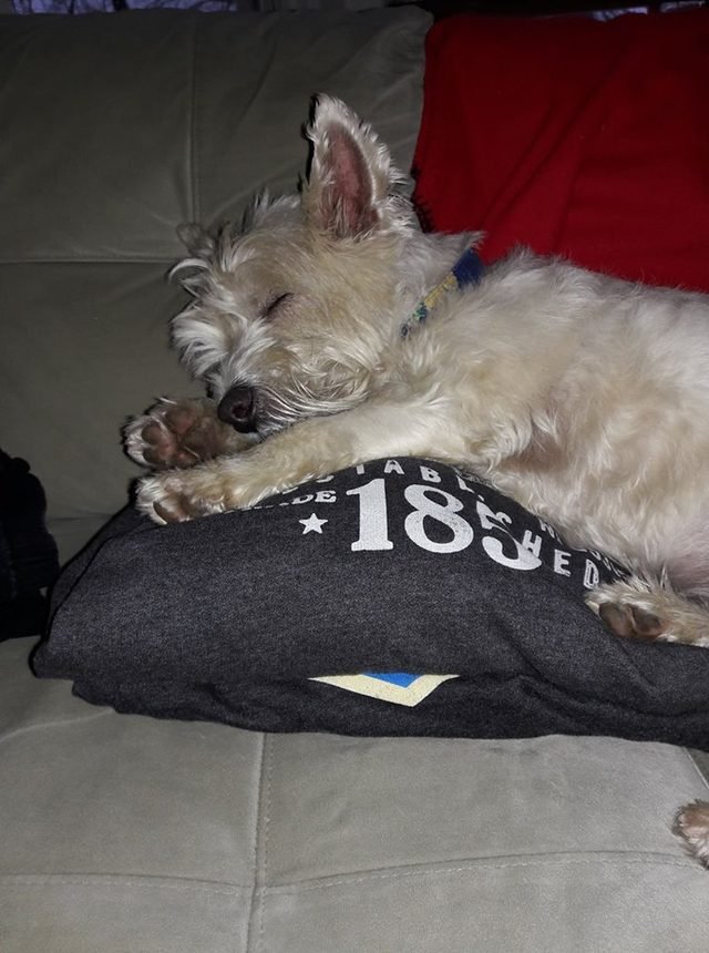 Westie sleeping on clean clothes