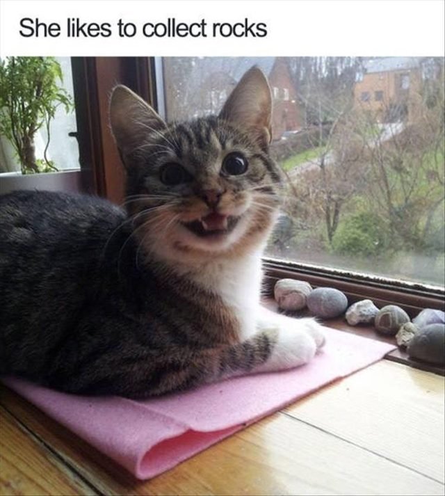 Happy cat who likes to collect rocks