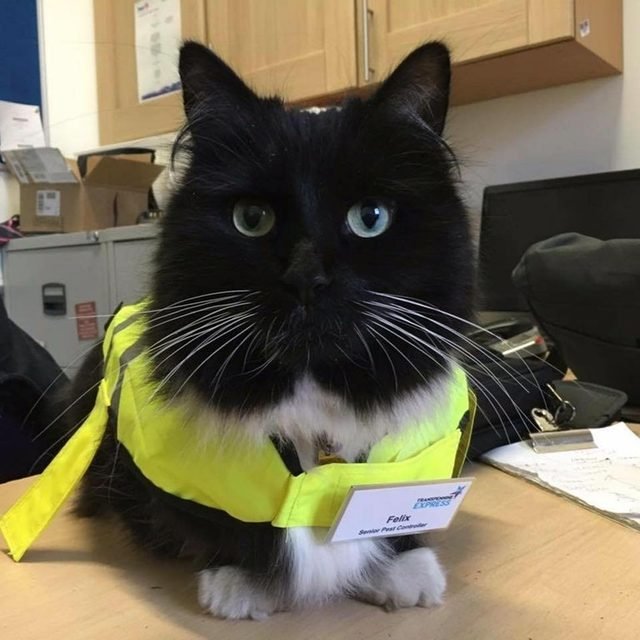 Cat in yellow safety vest with badge that says "Senior Pest Controller"