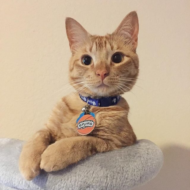 21 raisons pour lesquelles les chats orange tabby sont les meilleurs chats tabby