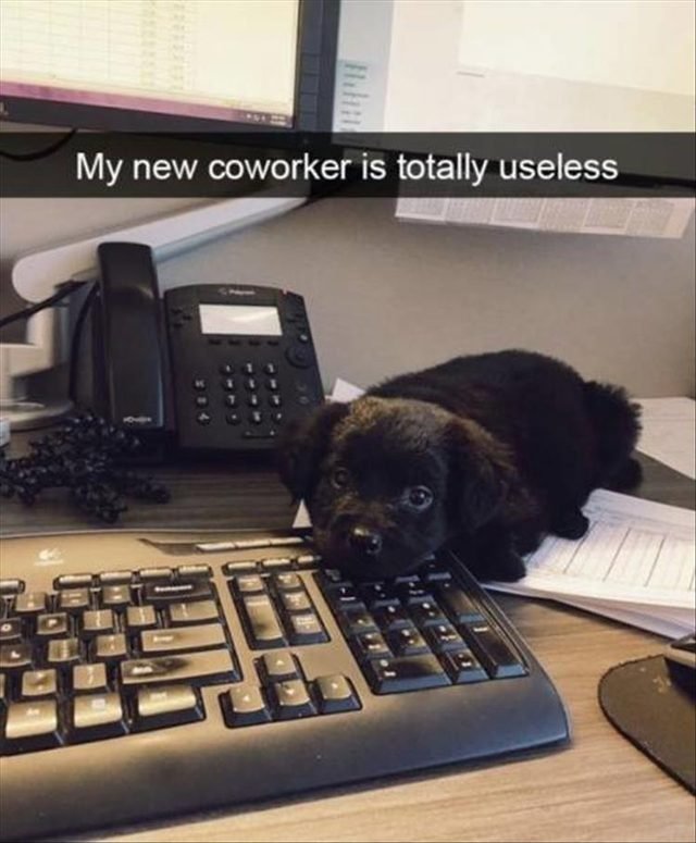 Puppy at work