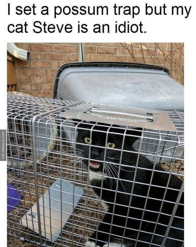 Cat got caught in a possum trap!