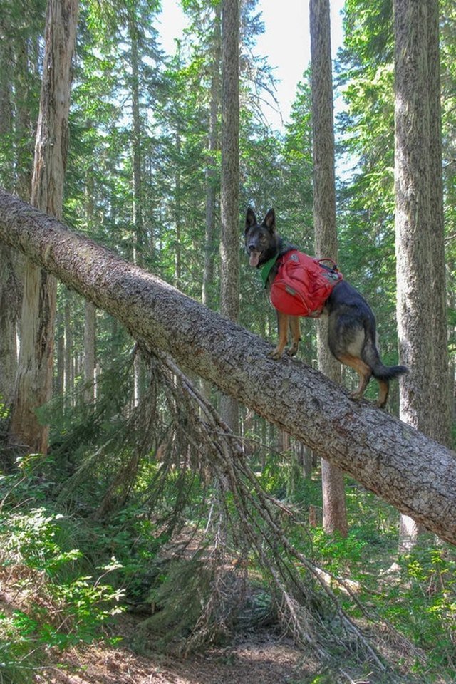 Dog wearing a backpack standing on a fallen tree.