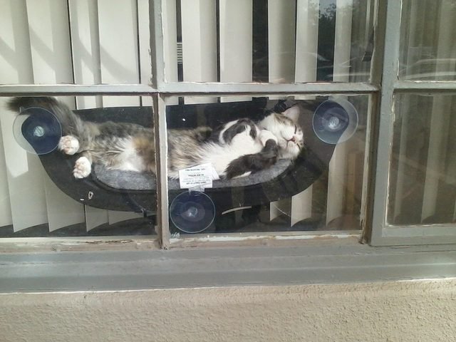 Cat in a hammock attached to window.