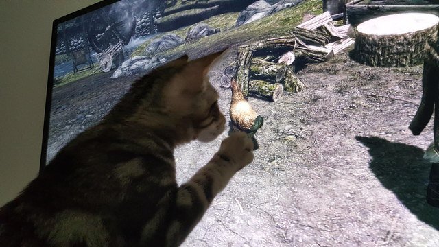 Kitten pawing at computer screen.
