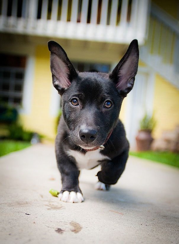 corgi-x-lab-retriev