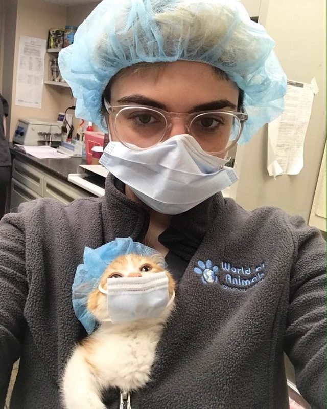 Cat in surgical cap and mask.
