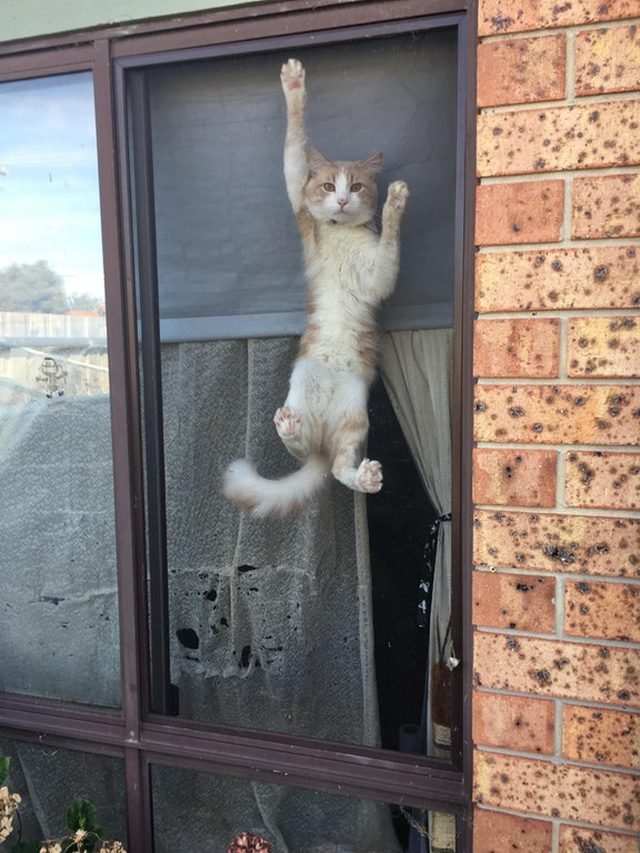 Cat climbing a window screen.