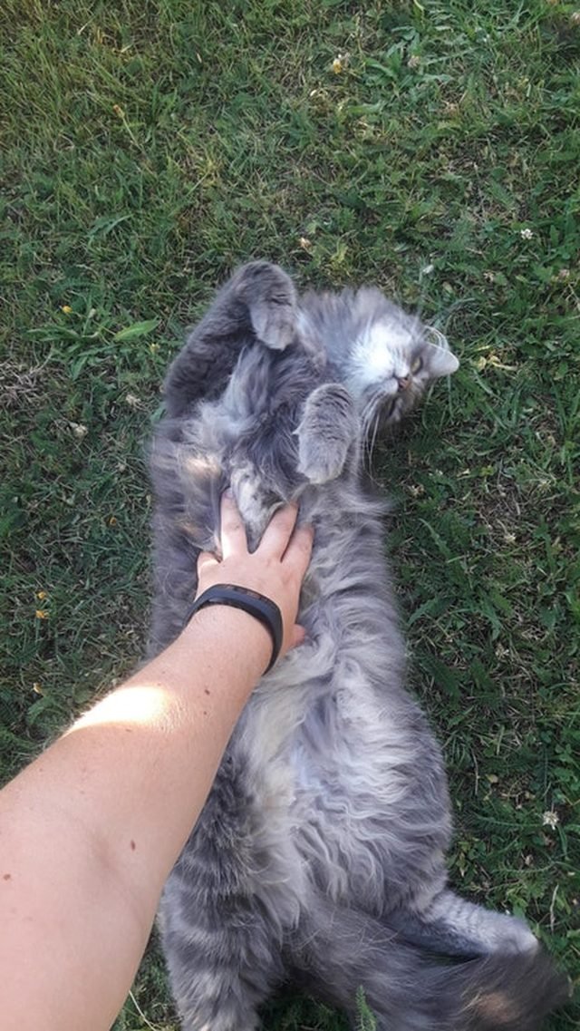 Floofy cat getting a belly rub
