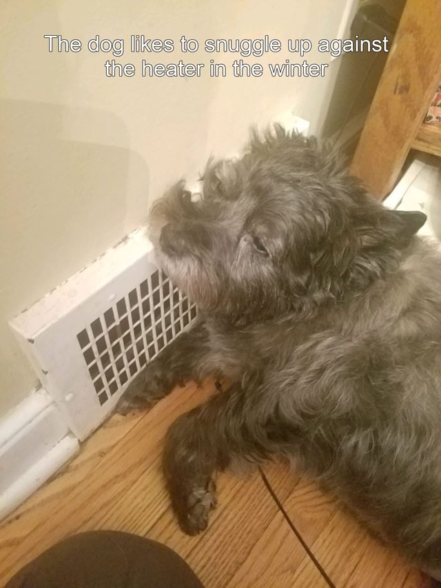Dog sleeping against heater.