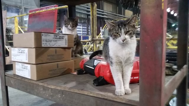 Cats on factory floor.